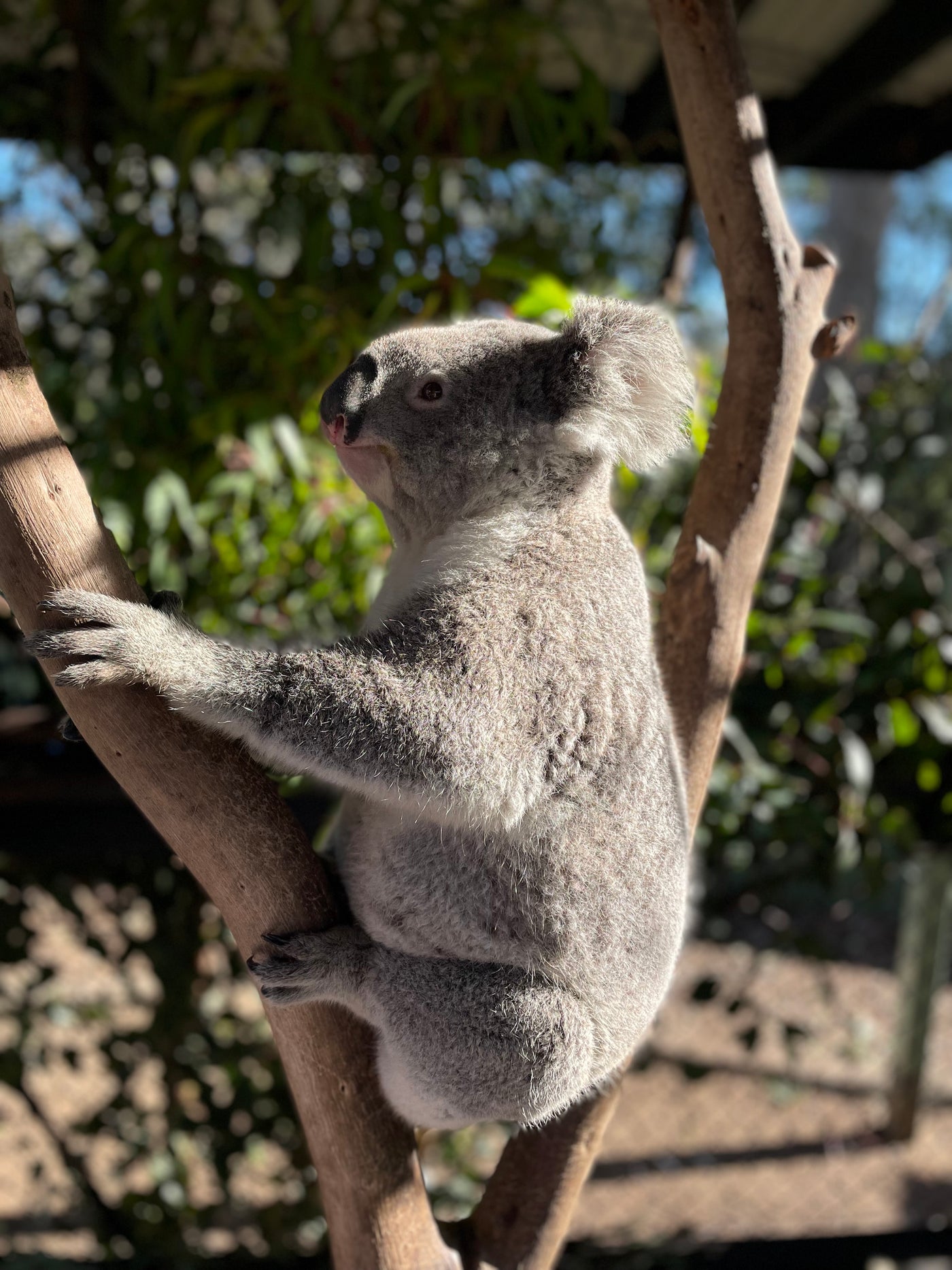 It’s National Wild Koala Day, So Let’s Eat Chocolate!