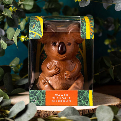 Milk Chocolate Koala Character in his gift Box in a forest background 